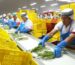 agroexport-record-1536x1024