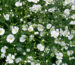 Flores-ADEX-prensa-Gypsophila