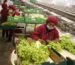 Agroexportaciones-no-tradicionales-alcanzan-US5271-millones-a-junio